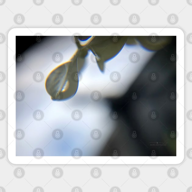 Water Droplet on Hydrangea Silhouette Magnet by racheldwilliams